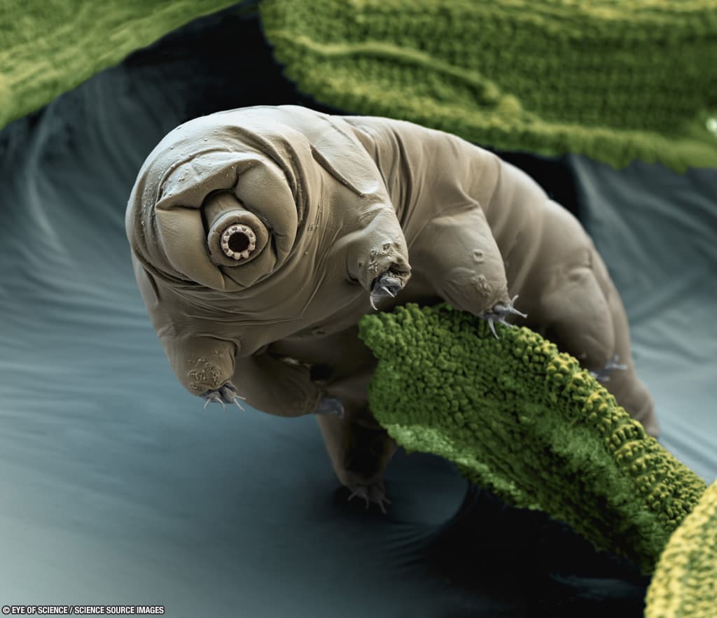 Meet The Tardigrades